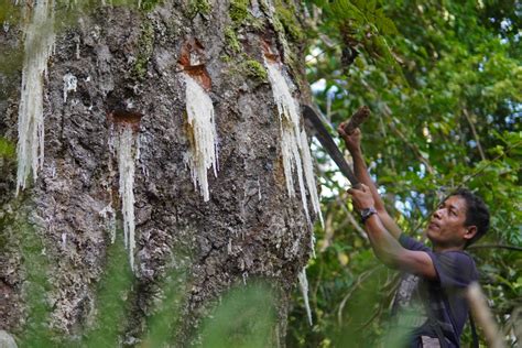 almaciga wood|Saving the Almaciga Tree, Saving the Future of Palawan’s Batak .